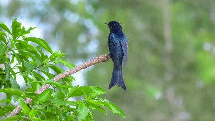 blue bird on a branch
