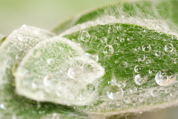 Detail of the hairy leaves of a Tradescantia sillamontana plant
