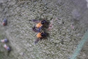Close up of giant honey bee (Apis dorsata) drinking water in the summer, side view.detail of bee or honeybee in Latin Apis Mellifera, european or western honey bee