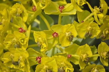 Obraz premium plants and flowers in the national bike bike park