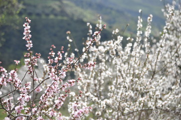 plants and flowers in the national bike bike park