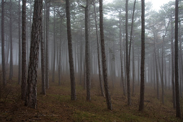 misty morning in the forest