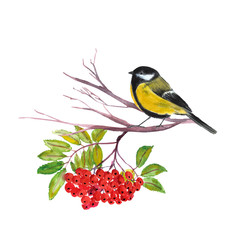 bullfinch on a rowan branch