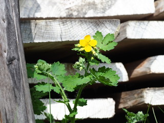 pink flower in garden	