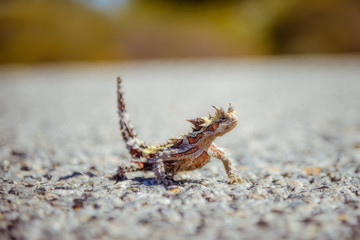 Thorny Devil Lizard