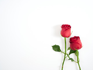 Fototapeta premium Valentine's Day card. Two red rose.