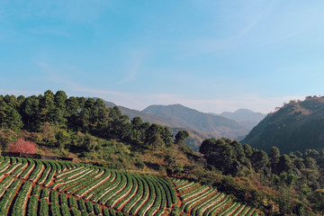 rice terraces in vietnam