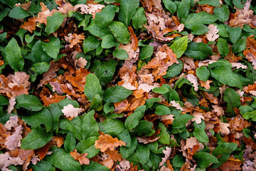 Blätter im Herbst / Autmn