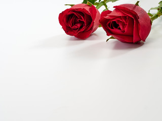 Obraz na płótnie Canvas Valentine's Day card. Two red rose.