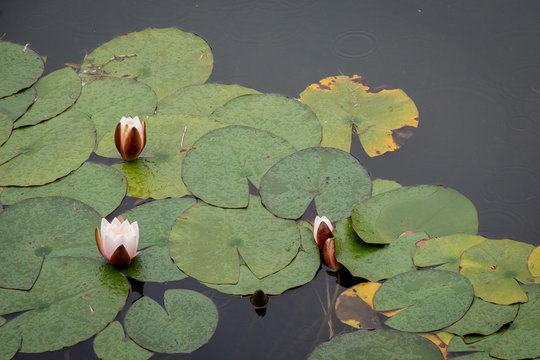 Pink Water Lillies