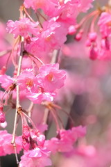 美しい枝垂桜