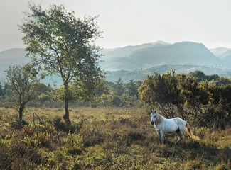 White Stallion grazing below Mount Pantokrator,  Corfu,  Greece