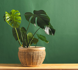 Tropical flower monstera plant with large leaves in ceramic potted wooden table against the background of a green wall. © ximich_natali