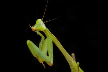 Giant Asian preying mantis