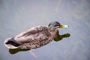 Duck on a pond