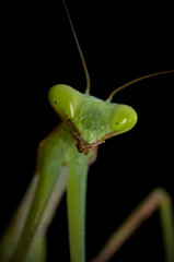 Giant Asian preying mantis