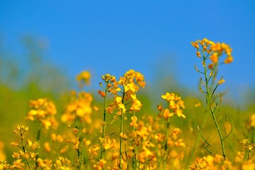 Obraz premium nature fleurs flowers