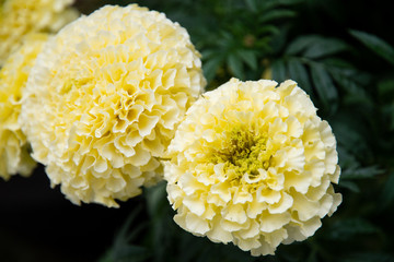 Baby Yellow Chrysanthemum