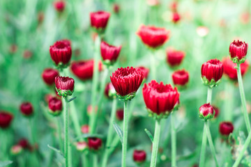 The beautiful red poppies flowers in the garden under the light with a blur background, focus in one spot