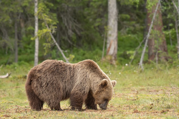 Naklejka na ściany i meble Brown bear (Ursus arctos) walking on a Finnish bog on a sunny summer evening