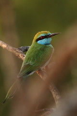 Bee eater sitting on a branch, looking for insects