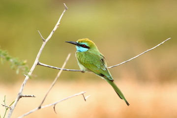 Bee eater sitting on a branch, looking for insects