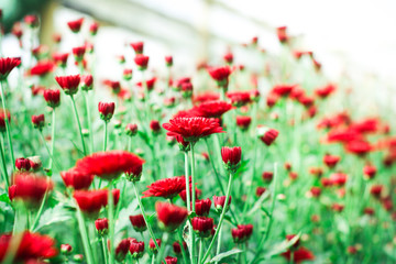 The beautiful red poppies flowers in the garden under the light with a blur background, focus in one spot