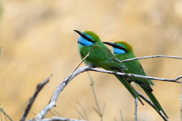 Bee eaters sitting on a branch during sunset