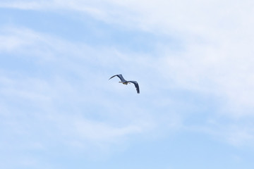 Grey heron-Héron cendré (Ardea cinerea)