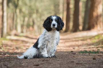 Naklejka na ściany i meble Cocker spaniel dog sitting on a forest lane seen from the side looking at the camera
