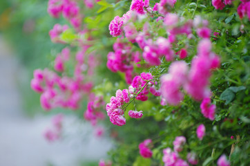 Fototapeta premium Pink Roses on a bush in a garden on natural background.