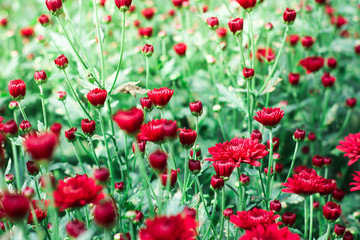 The beautiful red poppies flowers in the garden under the light with a blur background, focus in one spot