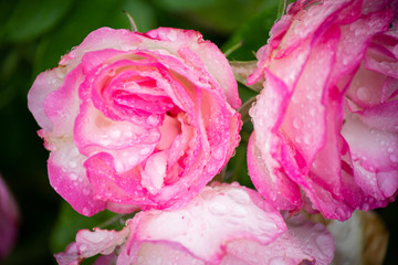 Rain drops on pink Roses