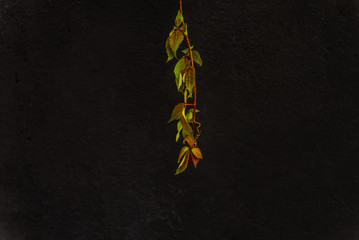isolated branch of a plant with leaves in a black background