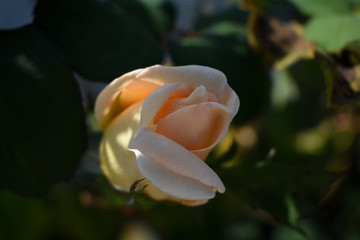Suave y delicada rosa rosa salm&oacute;n y hojas verde oscuro que lo rodean a la sombra del jard&iacute;n.