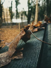 Leaf on wood