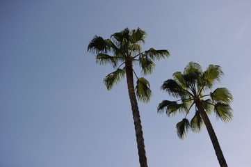 Obraz premium palmeras