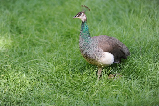pava