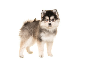 Fototapeta premium Adorable standing pomsky puppy seen from the side isolated on a white background