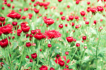 The beautiful red poppies flowers in the garden under the light with a blur background, focus in one spot