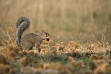 Grey squirrel collecting chesnuts on a sunny day © Elles Rijsdijk