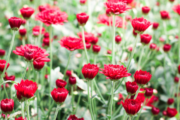 The beautiful red poppies flowers in the garden under the light with a blur background, focus in one spot