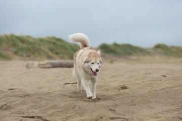 happy and funny Beige and white Siberian Husky dog running on the beach at seaside.