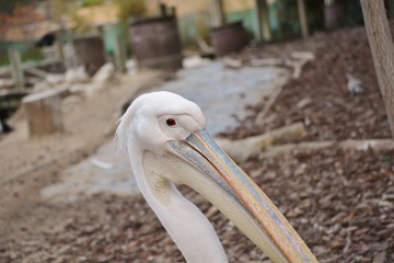 the head of a pelican