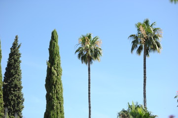 Obraz premium palmeras