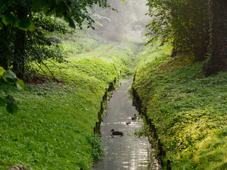 Fototapeta premium City green park stream wild ducks. Wolsztyn, Poland