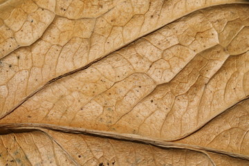 Tailflower leaf , Dry leaf