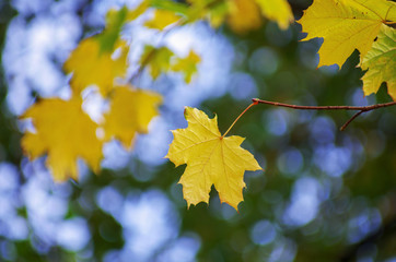 Yellow maple leaves on a twig in autumn