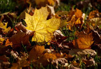 Naklejka na ściany i meble Yellow maple leaf on the ground in autumn sunlight