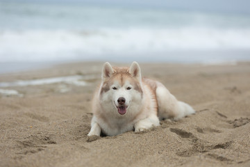 gorgeous Beige and white Siberian Husky dog lying on the beach.